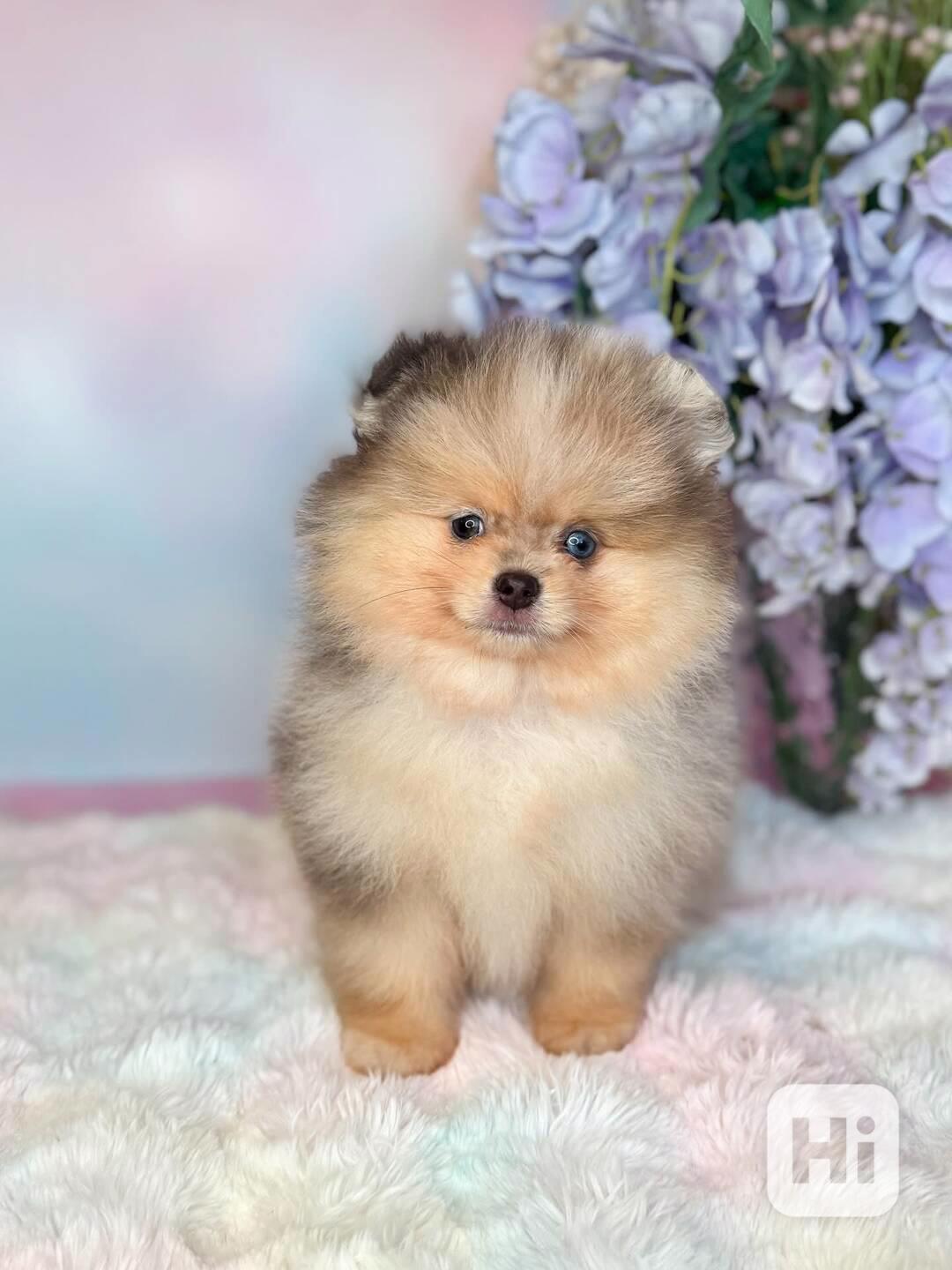 Prodám štěňata pomeraniana..... - foto 1