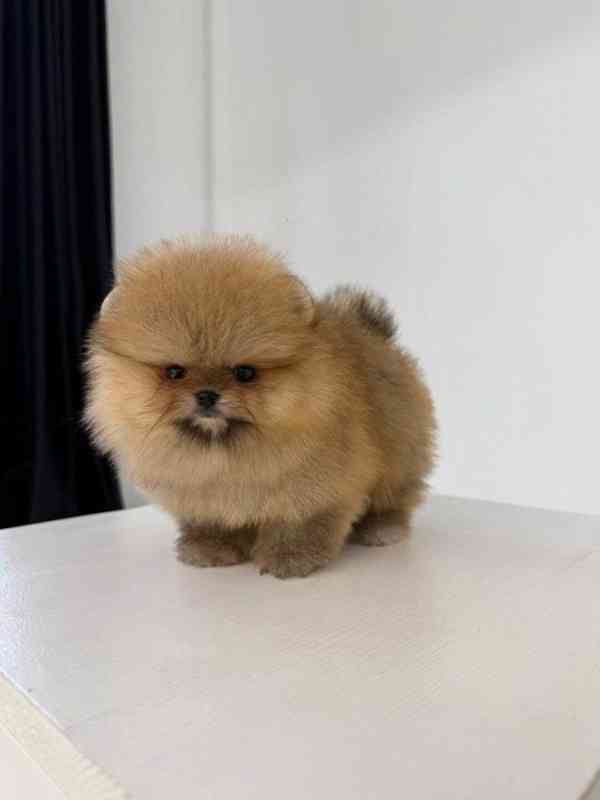 Prodám štěňata pomeraniana..... - foto 3