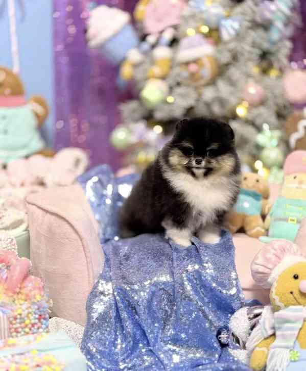 Prodám štěňata pomeraniana..... - foto 6