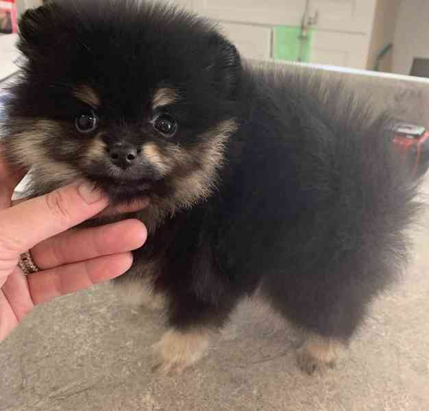 Prodám štěňata pomeraniana..... - foto 4