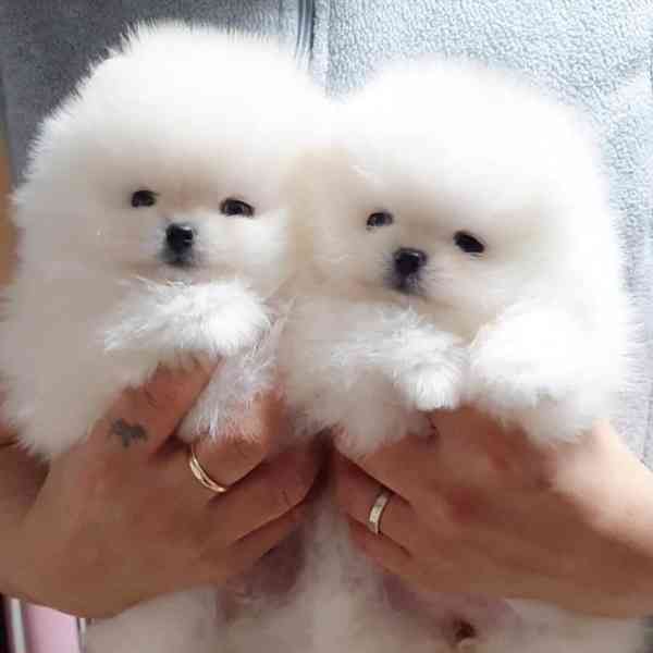 Prodám štěňata pomeraniana..... - foto 2