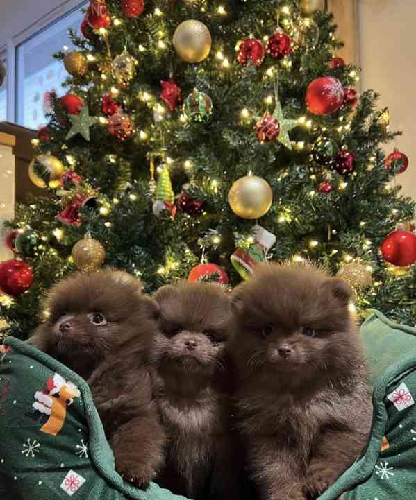 Prodám štěňata pomeraniana..... - foto 5