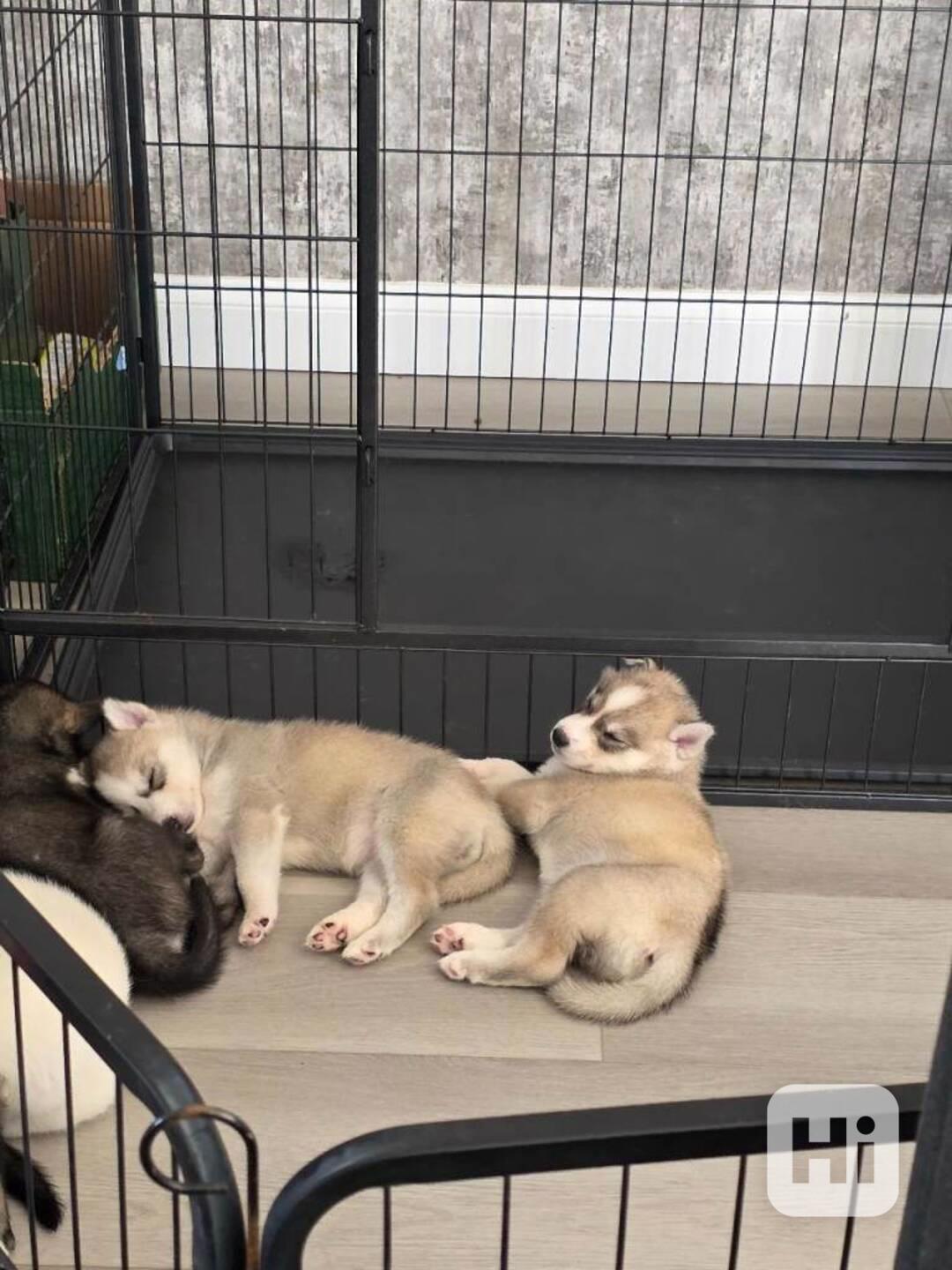 Sibiřský husky s pp - foto 1