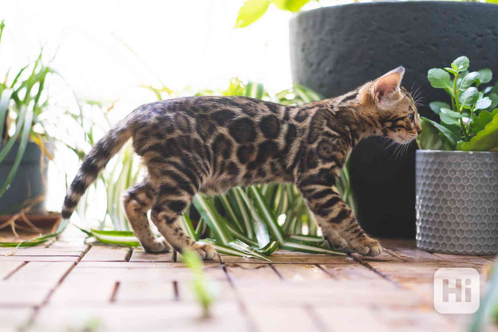 Bengálská kočka - koťata s PP - foto 1