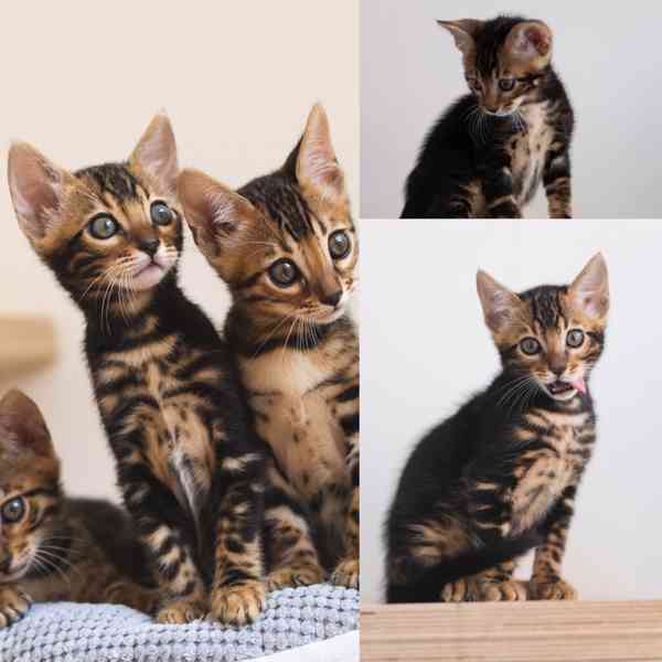 Bengálská kočka - koťata s PP - foto 6