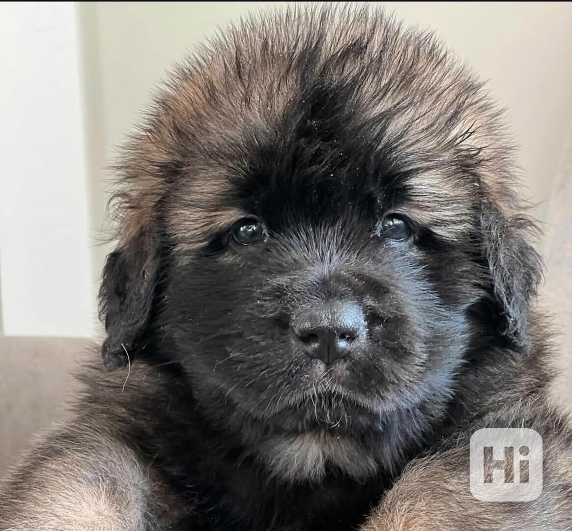 Štěně leobergera k adopci zdarma - foto 1