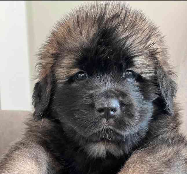 Štěně leobergera k adopci zdarma - foto 1
