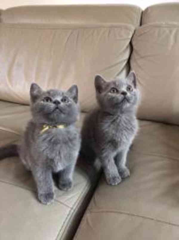 Krásná britská krátkosrstá koťátka - foto 1