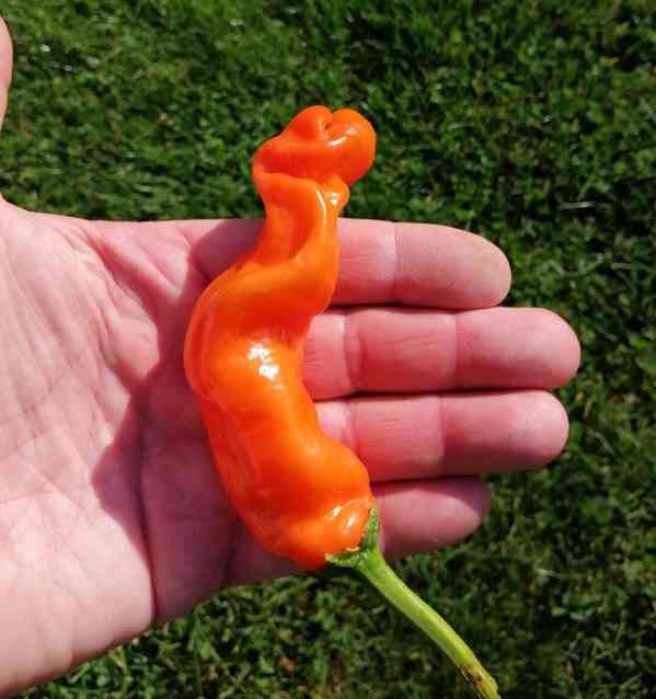 Sazenice Chilli Peter Orange - foto 1