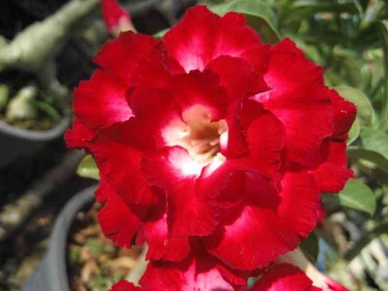 semena Adenium obesum aeksiam