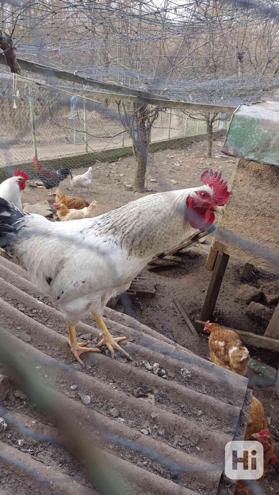 Kohout k chovu - foto 1