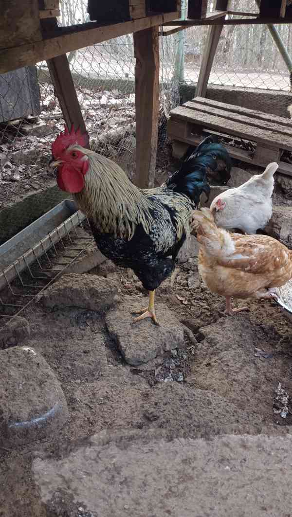 Kohout k chovu - foto 4