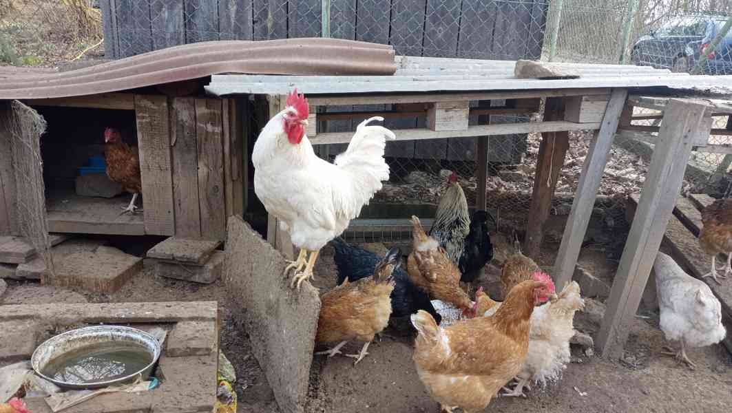 Kohout k chovu - foto 3