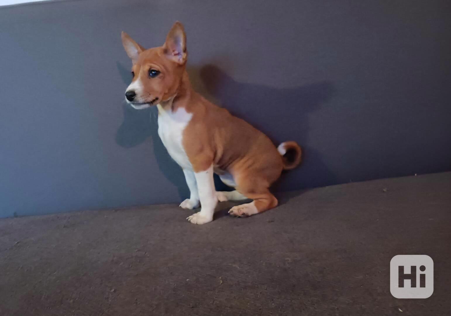 Basenji - prodám štěňata bez pp - foto 1