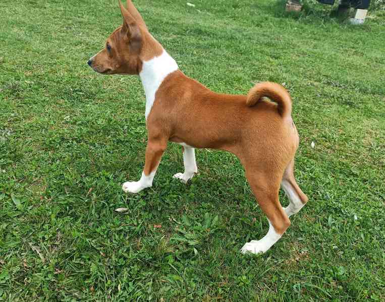 Basenji - prodám štěňata bez pp - foto 3
