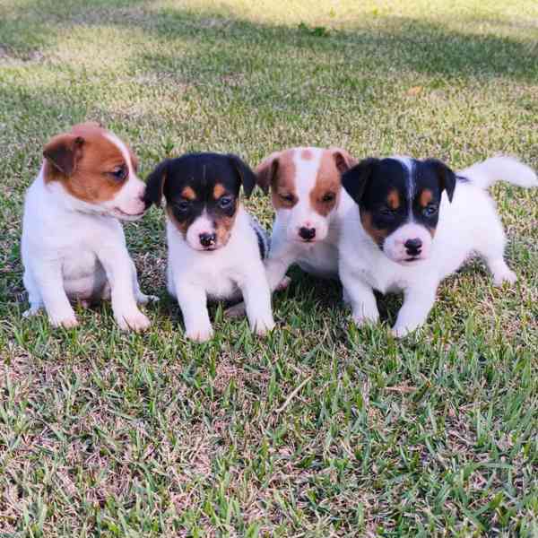 *Rozkošná štěňátka Jack Russell teriéra připravená na svůj t - foto 1