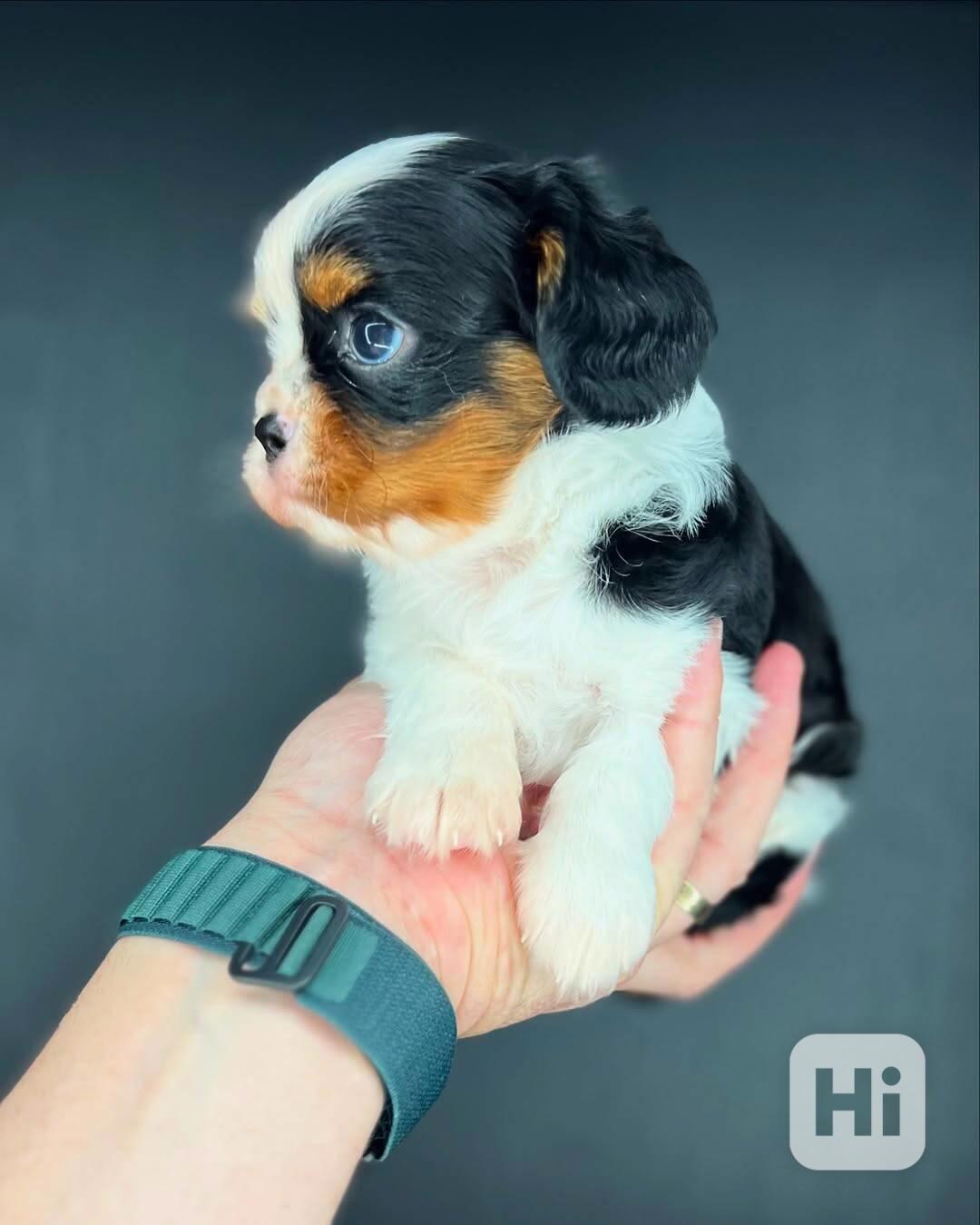 Super roztomilá štěňátka Cavalier King Charles - foto 1