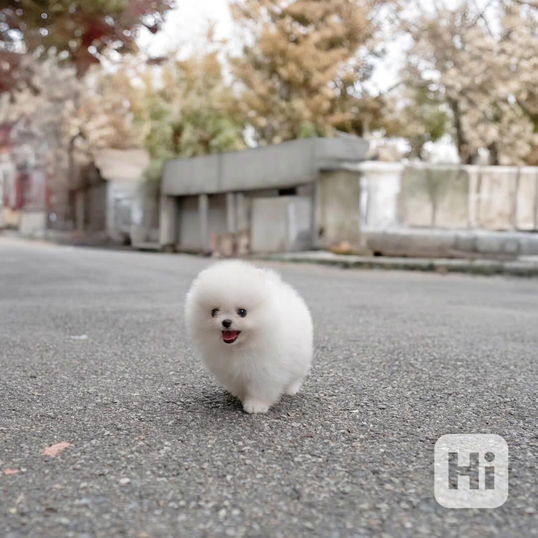 Nádherná štěňata mini pomeranianů – vychovaná s láskou - foto 1