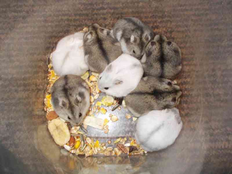 Křečík džungarský - foto 2