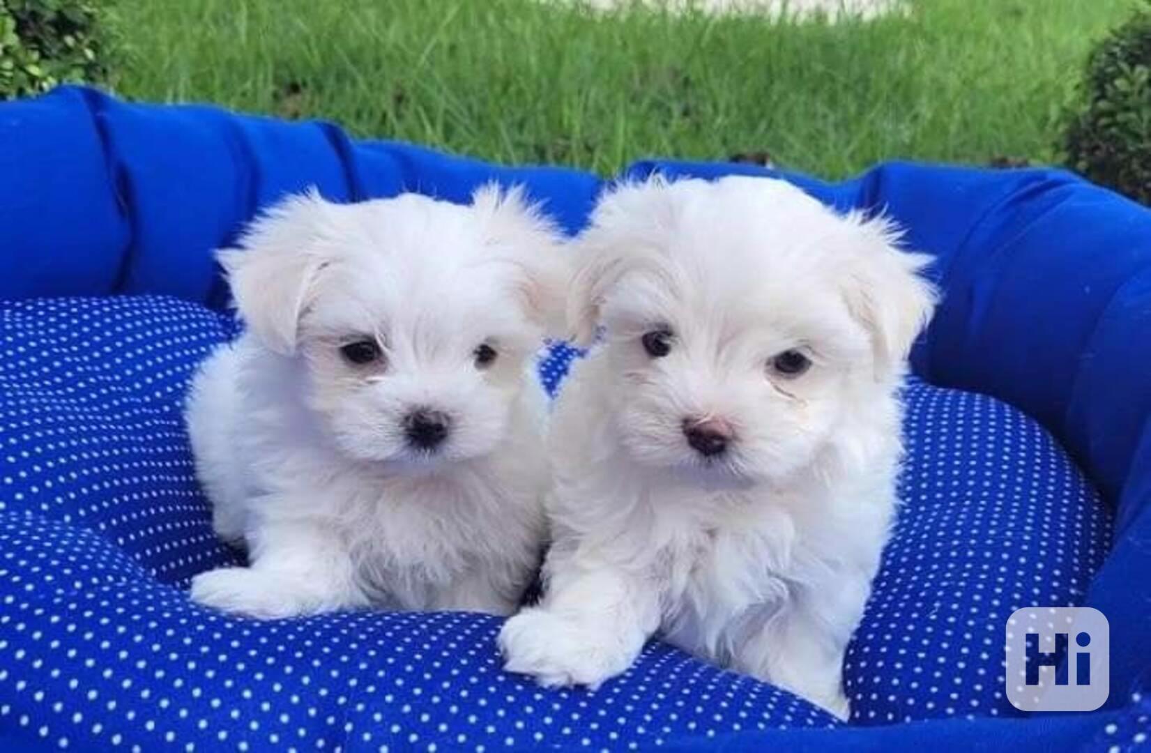 krásná maltézská štěňátka k adopci - foto 1