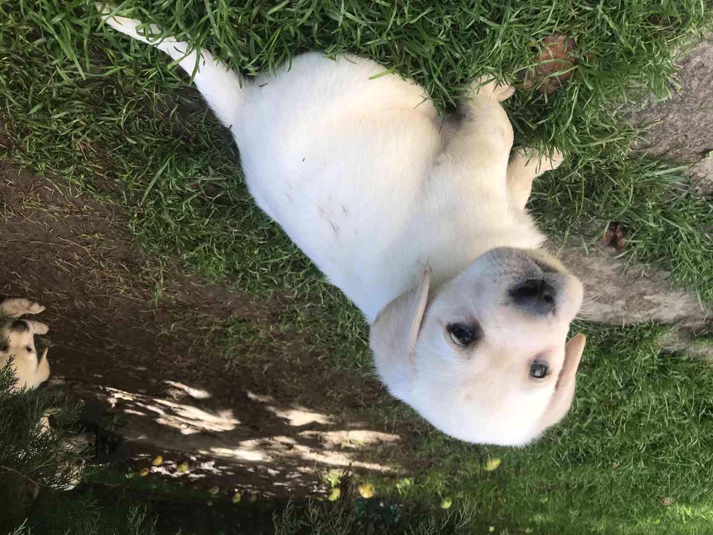 Labrador retriever - foto 1