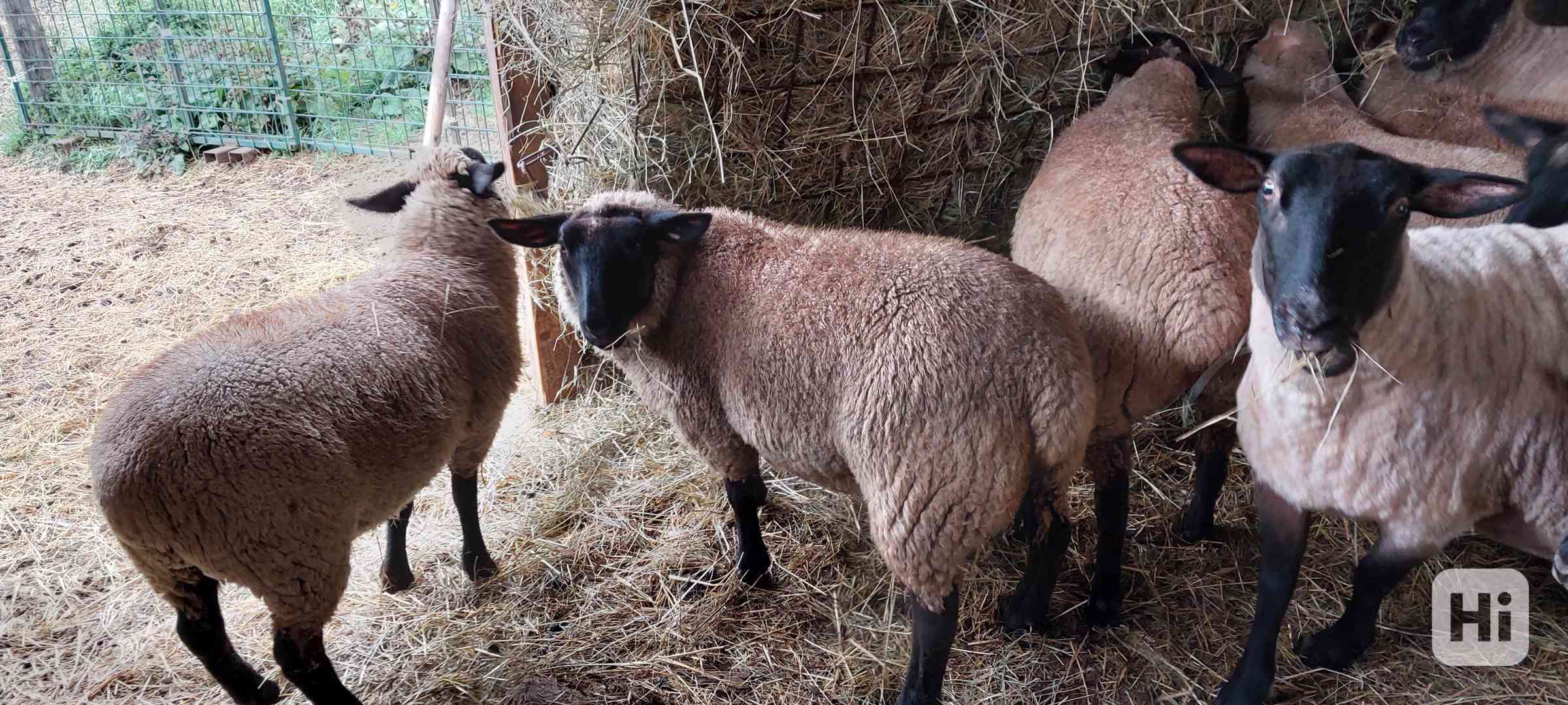 Jehnata Suffolk - foto 1
