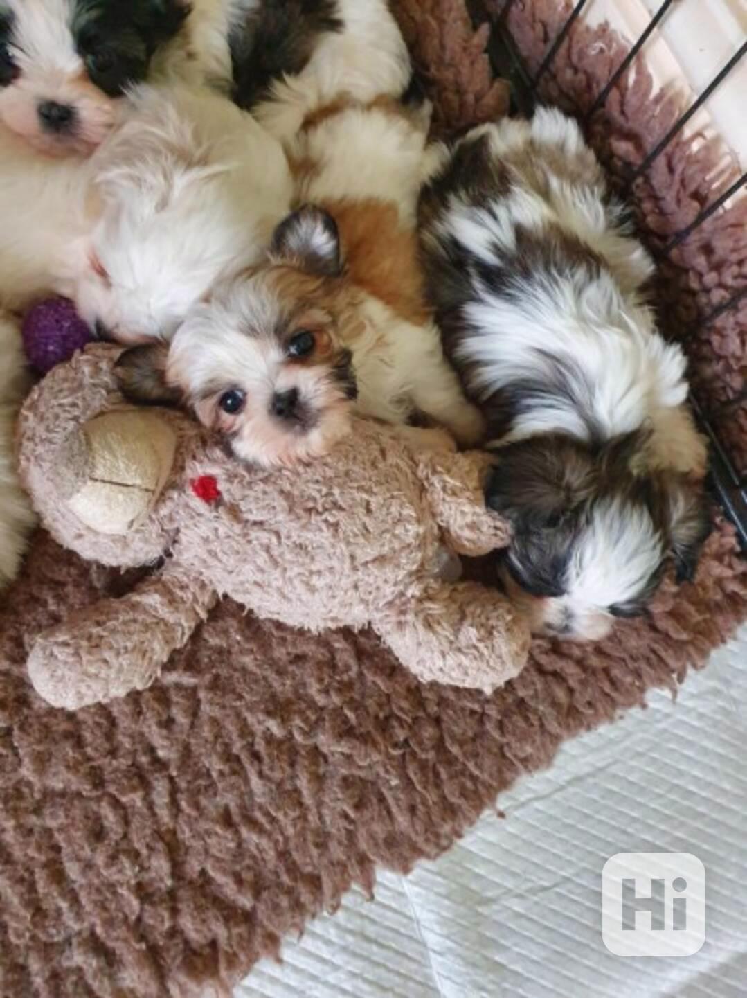 Psi a štěňata plemene Luda Malshi. - foto 1