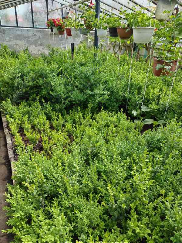 Buxus na živé ploty  - foto 3