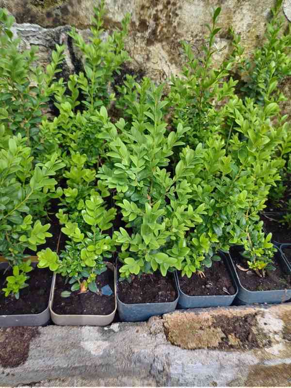 Buxus na živé ploty  - foto 2