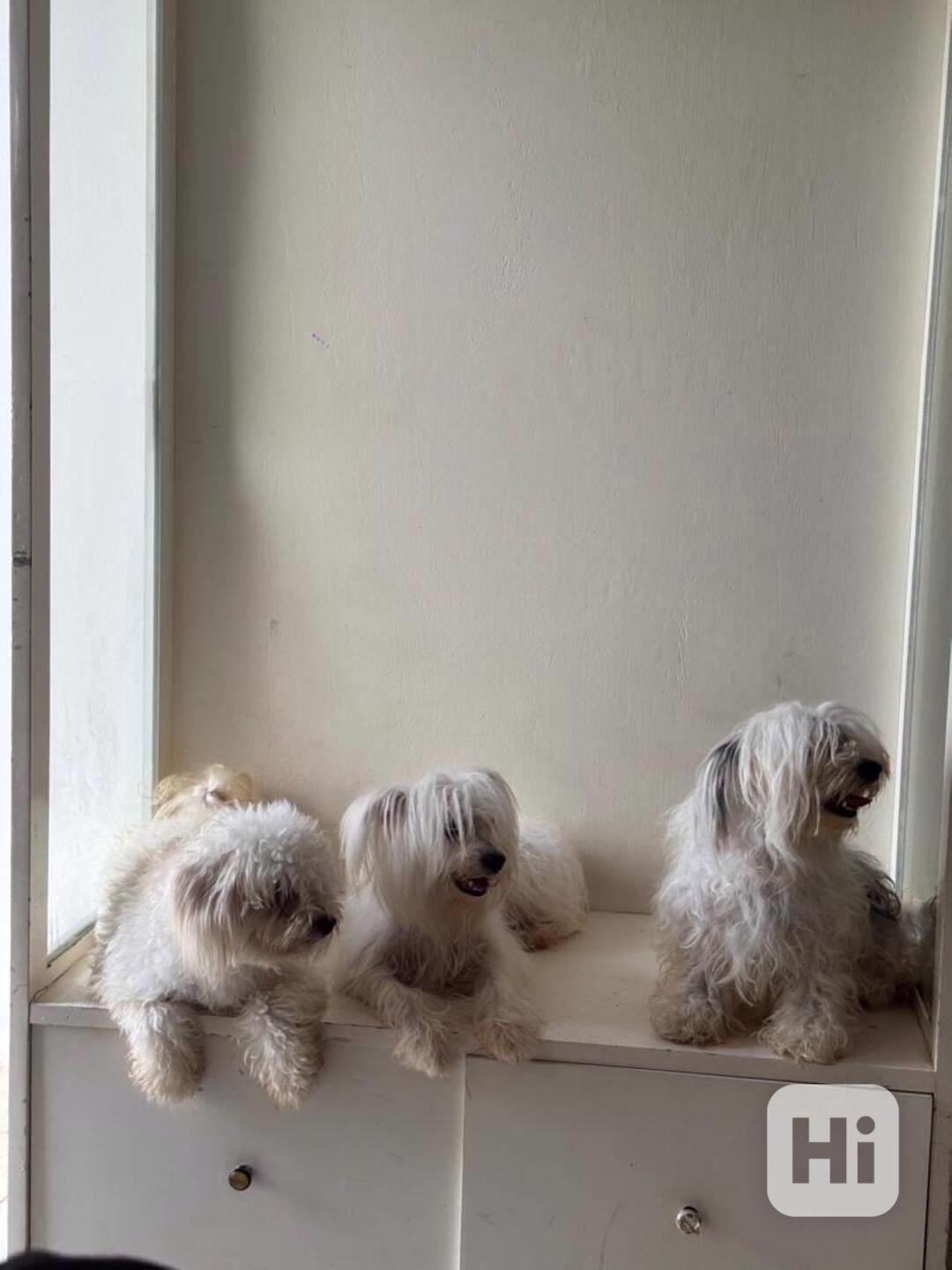 💖 Šteniatka morkie hľadajú trvalý domov! 💖 - foto 1