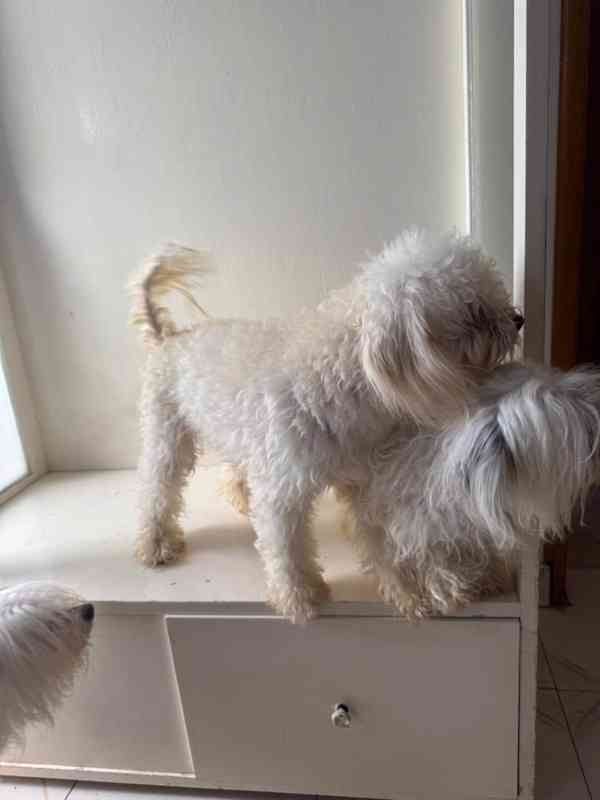 💖 Šteniatka morkie hľadajú trvalý domov! 💖 - foto 2