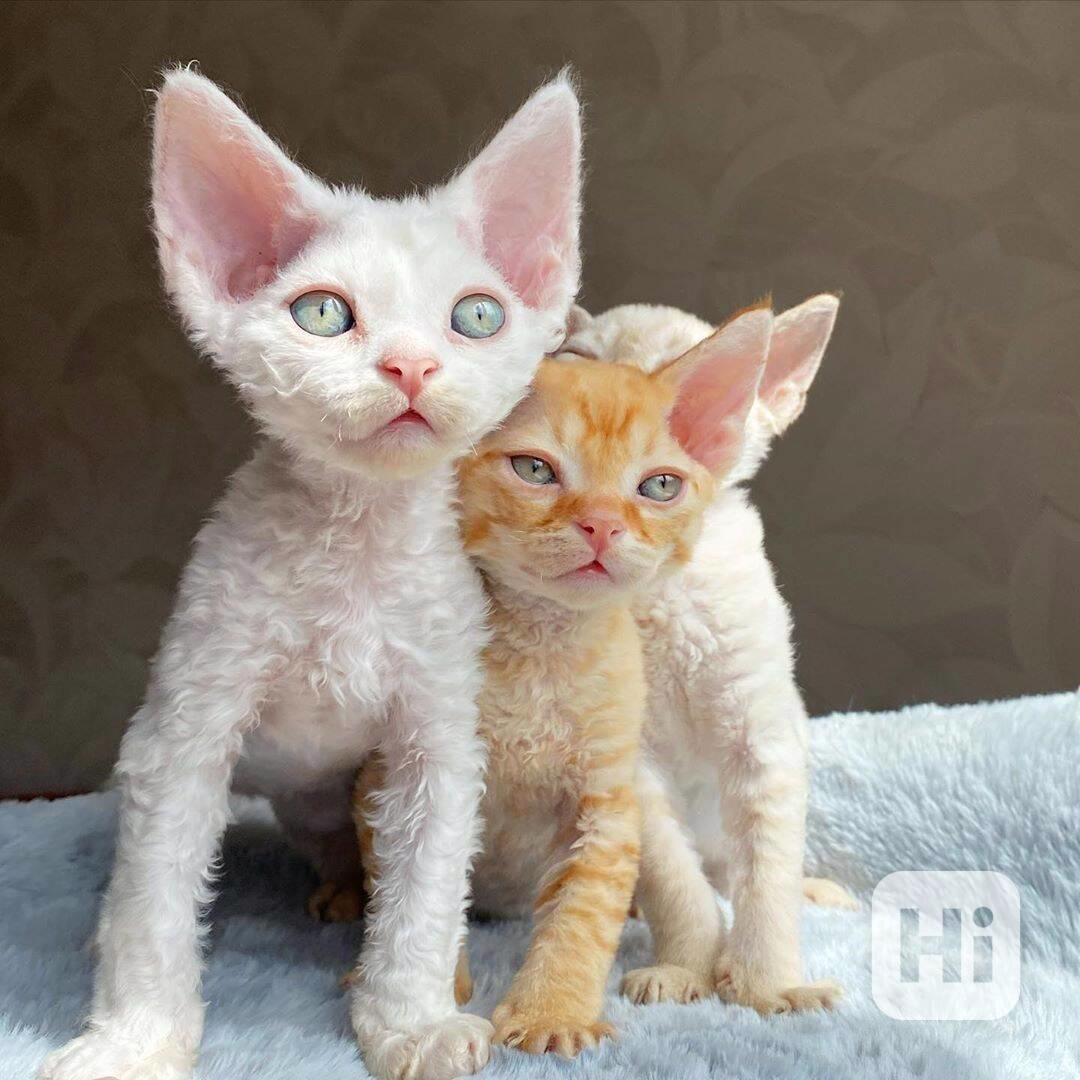 kotě devon rex - foto 1