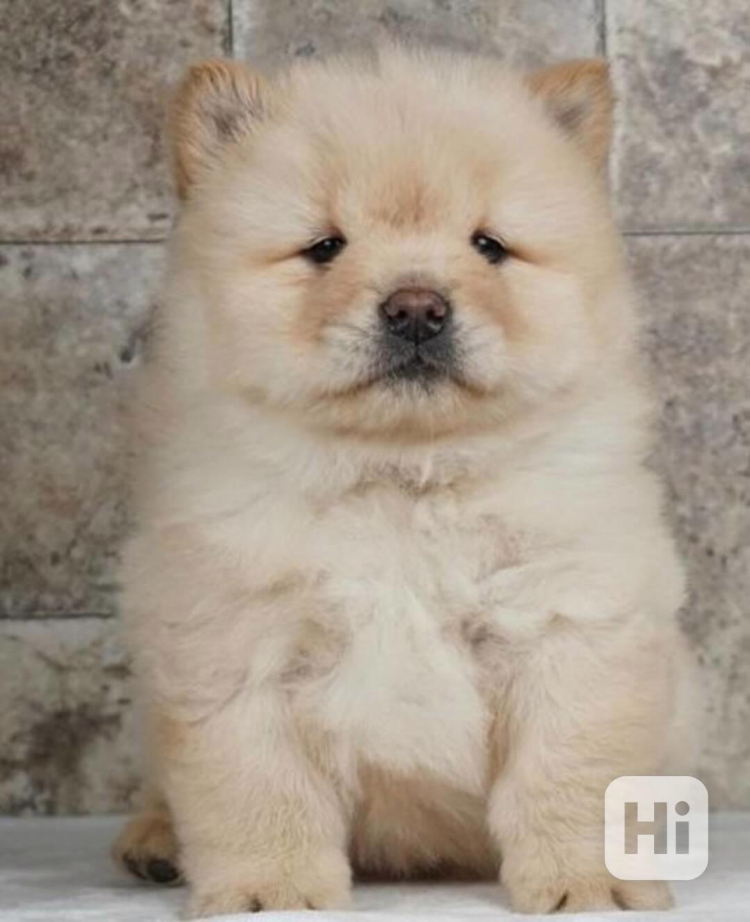 štěňata Čau čau (Chow Chow) k adopci  - foto 1