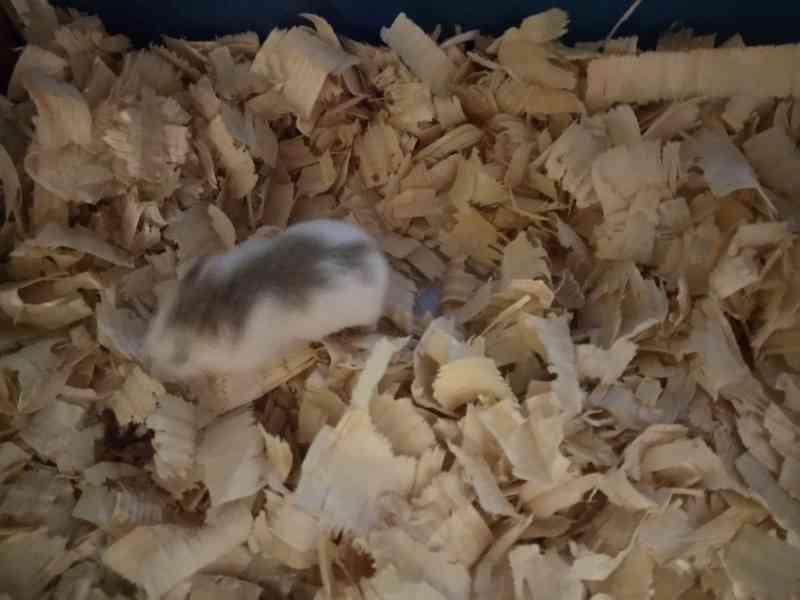 Křeček roborowski - foto 4