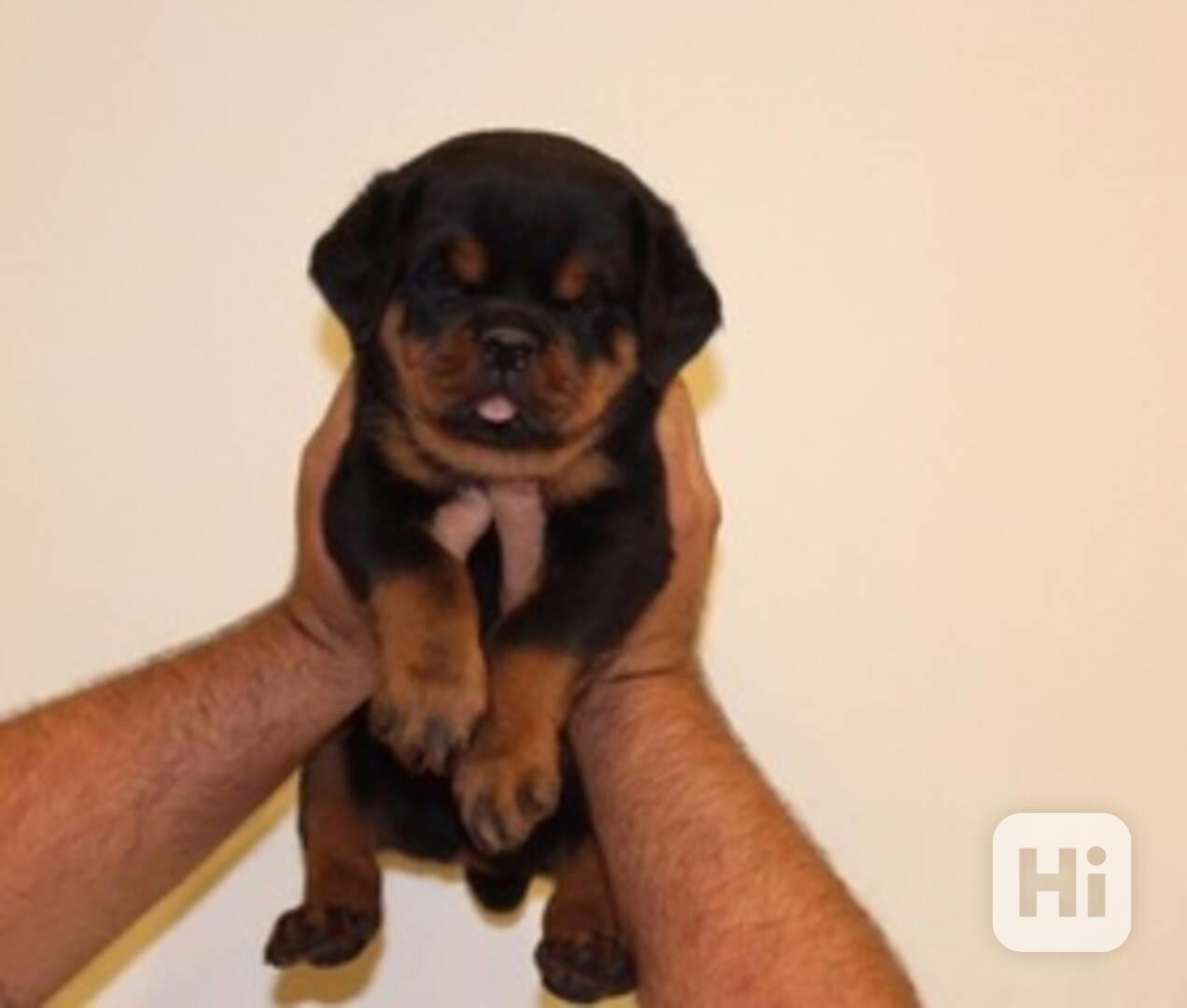 štěňata rotvajlera k adopci - foto 1