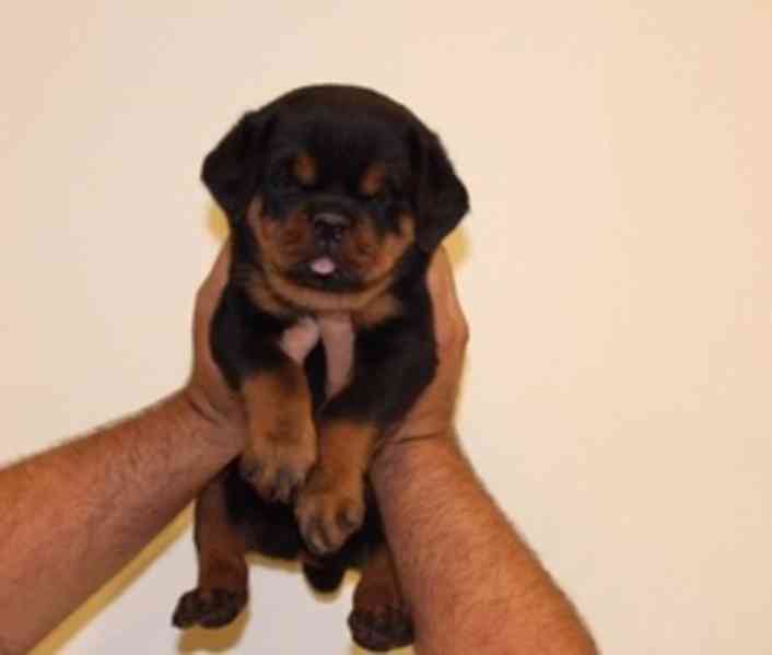 štěňata rotvajlera k adopci - foto 1