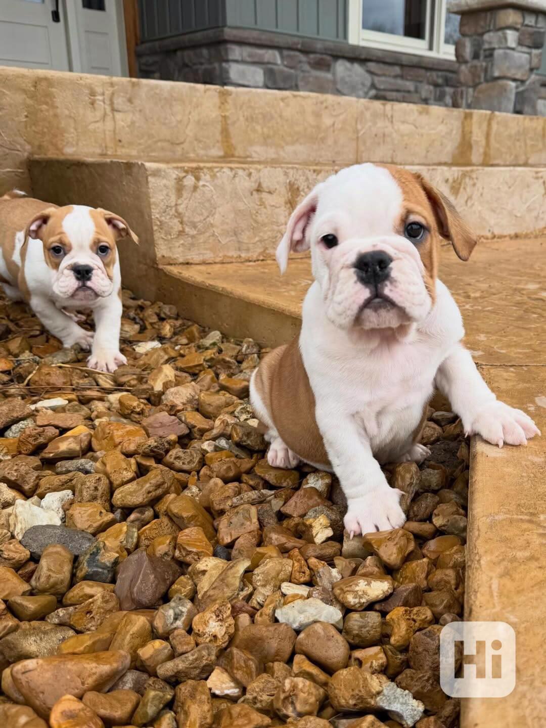 Krásná štěňata anglického buldoka od AKC k adopci - foto 1