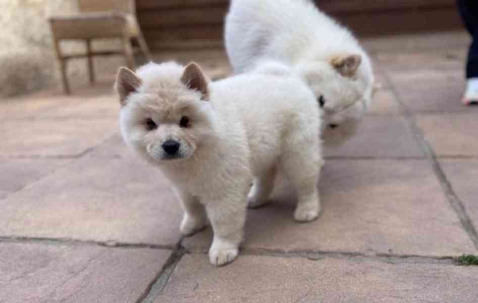 Dvě štěňata čau-čau jsou k dispozici - foto 1