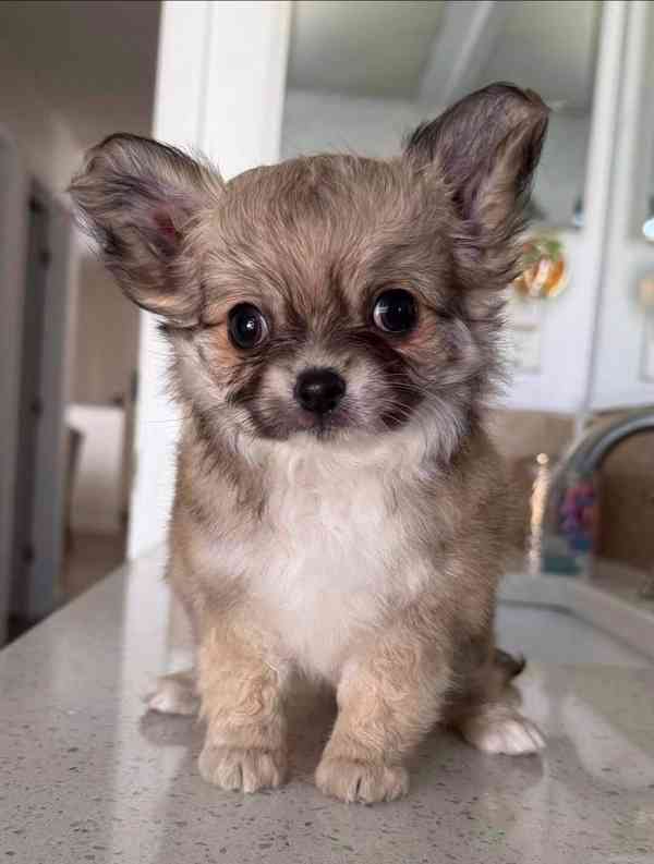 Štěňata dlouhosrstých čivav k adopci.  - foto 2