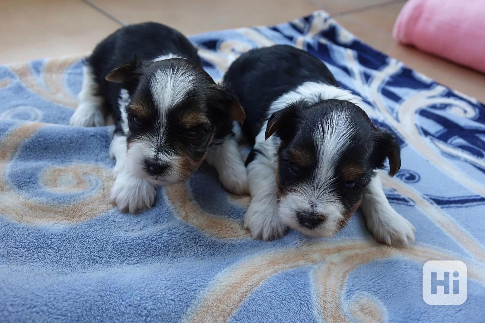 štěňata biewerů k rezervaci - foto 1