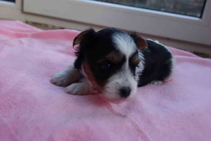 štěňata biewerů k rezervaci - foto 10