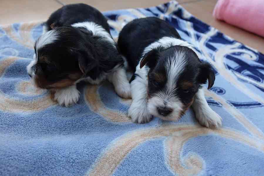 štěňata biewerů k rezervaci - foto 2