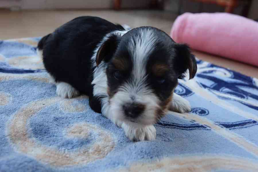 štěňata biewerů k rezervaci - foto 8