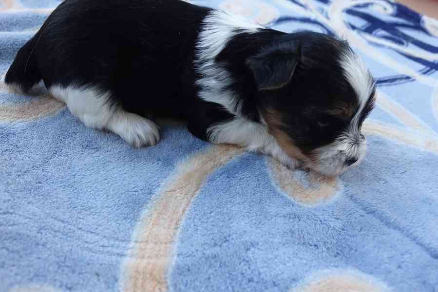 štěňata biewerů k rezervaci - foto 4