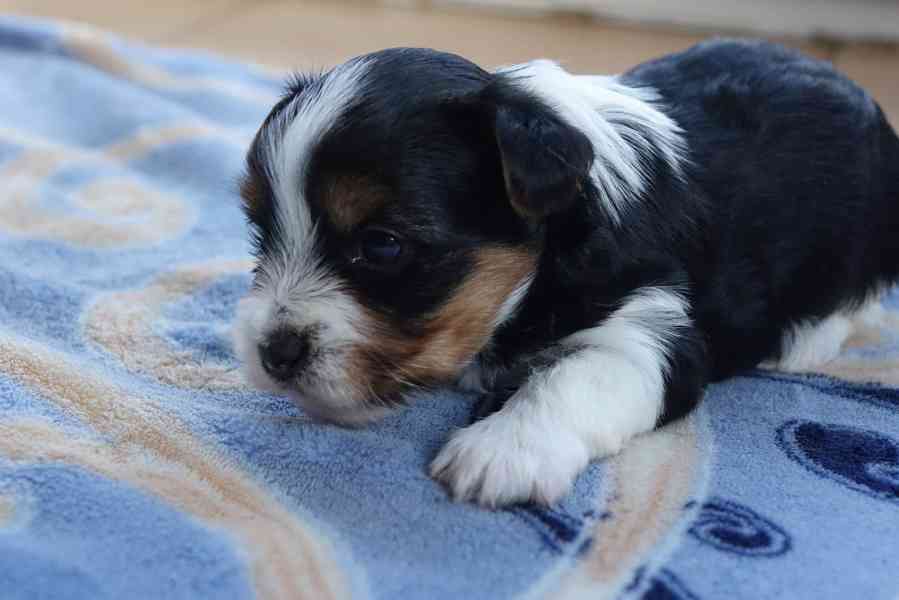 štěňata biewerů k rezervaci - foto 6