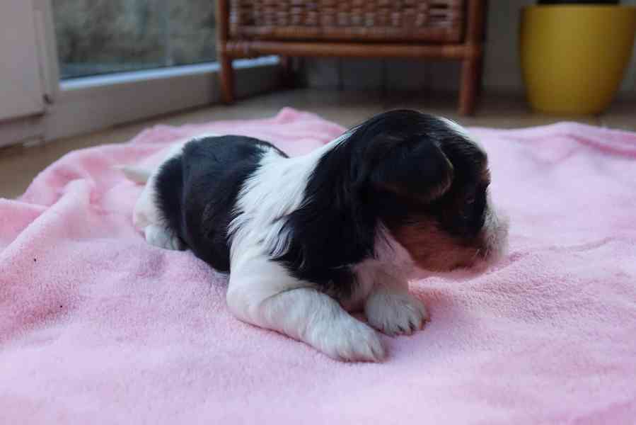 štěňata biewerů k rezervaci - foto 11