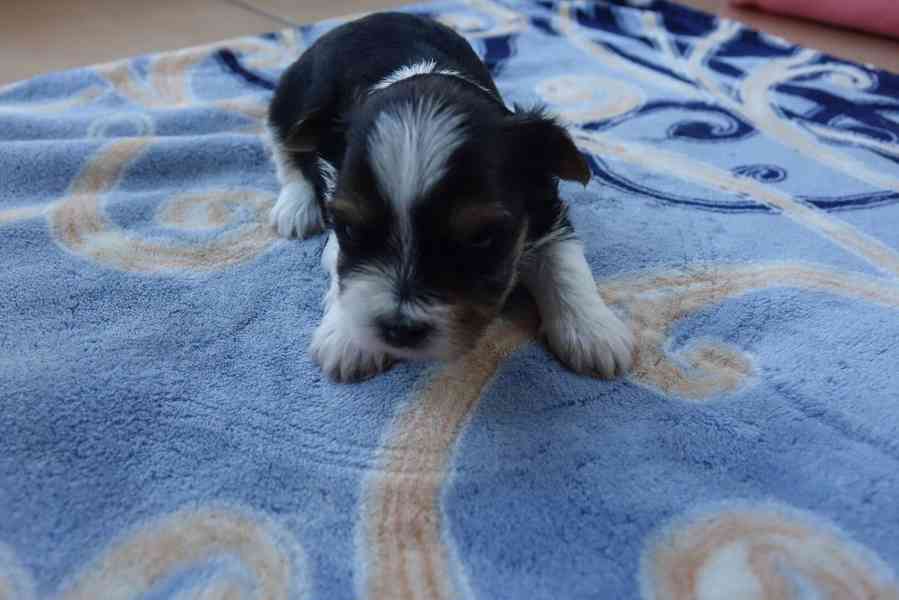 štěňata biewerů k rezervaci - foto 3