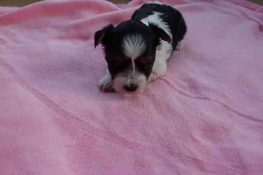 štěňata biewerů k rezervaci - foto 9