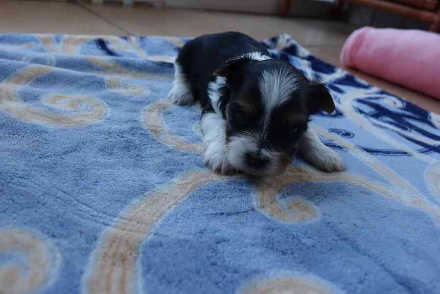 štěňata biewerů k rezervaci - foto 5