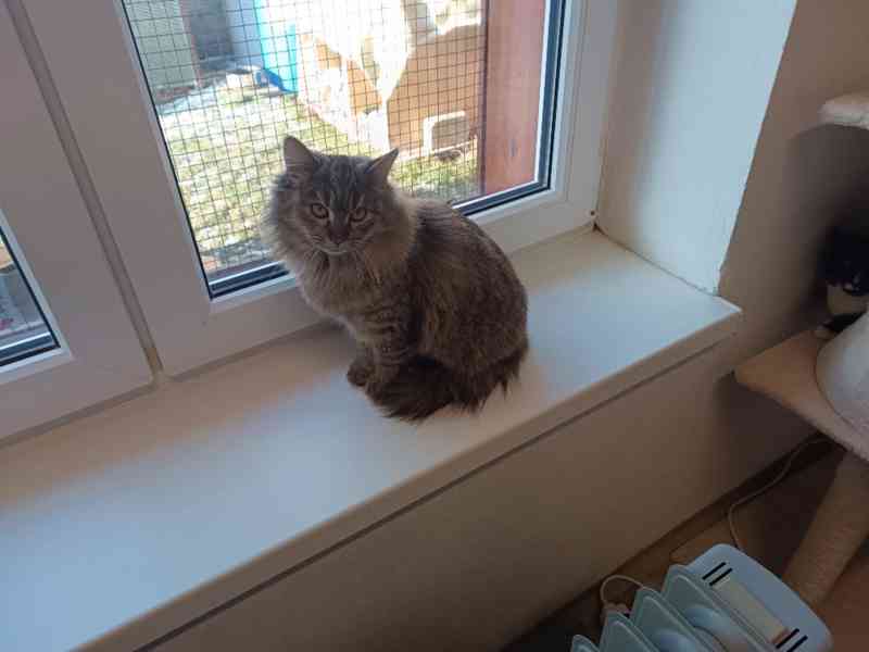 Mazlivá, hravá Bambulka je krásná chlupatá mourovatá - foto 3